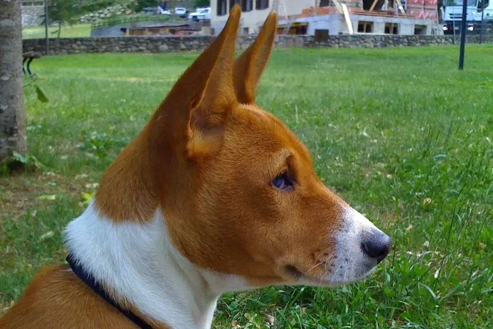 Basenji history, head of a red and white dog in profile on a lawn, a photograph, 2011