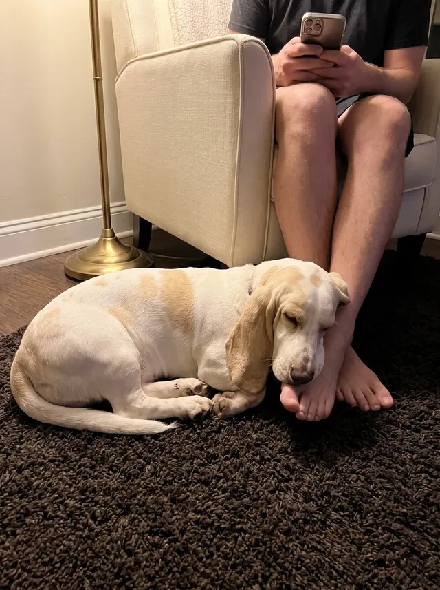 Basset Hound, a lemon and white adult asleep on a dark rug at a pet parent's feet at night
