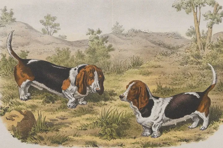 Basset Hound history, two tricolour French Bassets in open country, a coloured plate from Brussels, 1880s