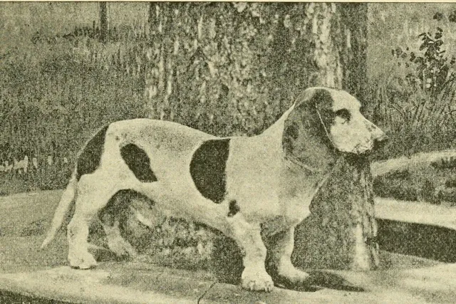 Basset Hound history, a hound standing by a tree, from an American dog book, USA, 1891