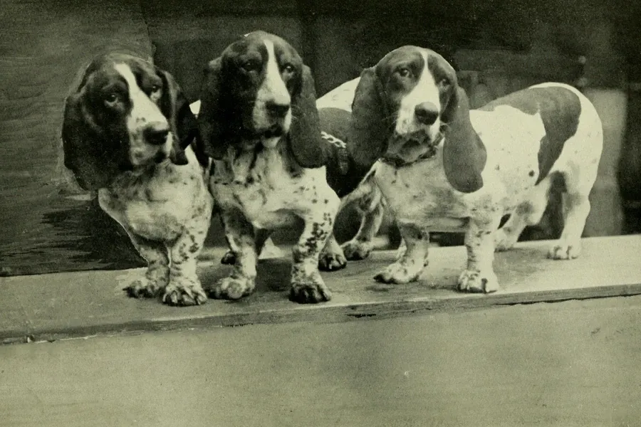 Basset Hound history, three hounds side by side on a step, England, 1913