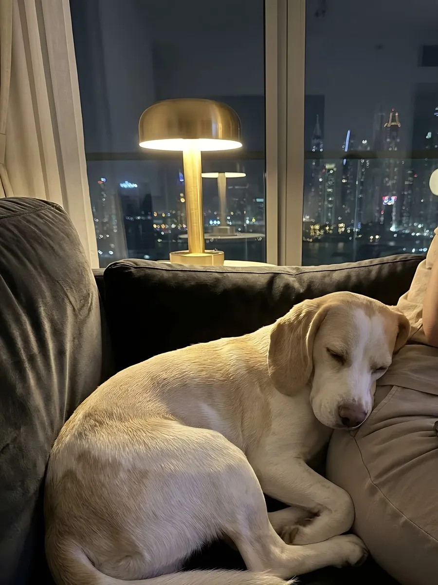 Beagle in Dubai, a pale tan and white adult asleep against a pet parent on the sofa at night, city lights beyond
