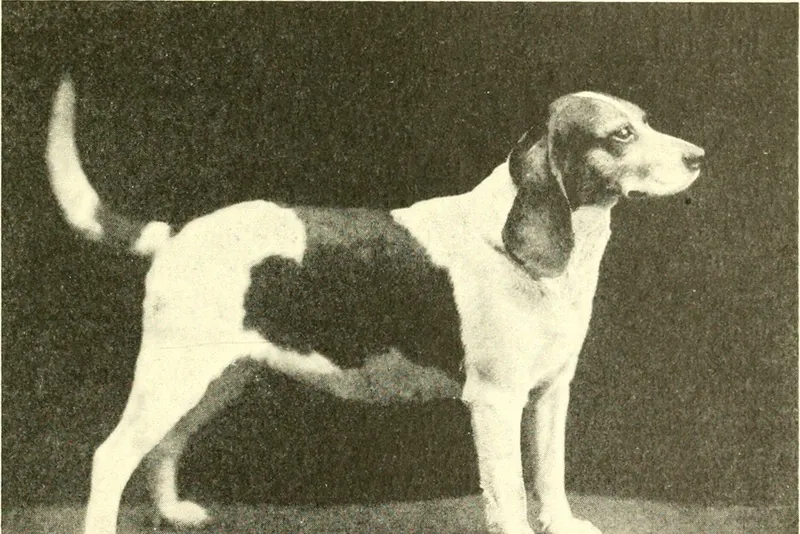 Beagle history, an early adult standing side-on, from The Beagle in America and England, 1920