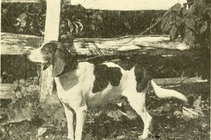 Beagle history, an adult on a chain by a garden fence, from The Beagle in America and England, 1920