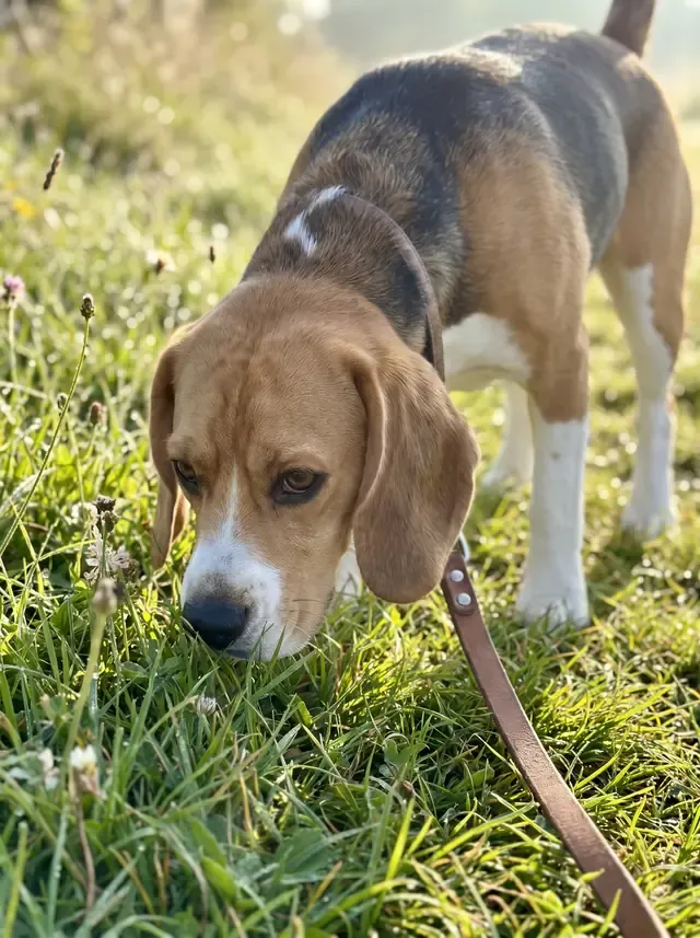 Beagle, a tricolour adult on a slack lead, nose down in the grass on a morning walk