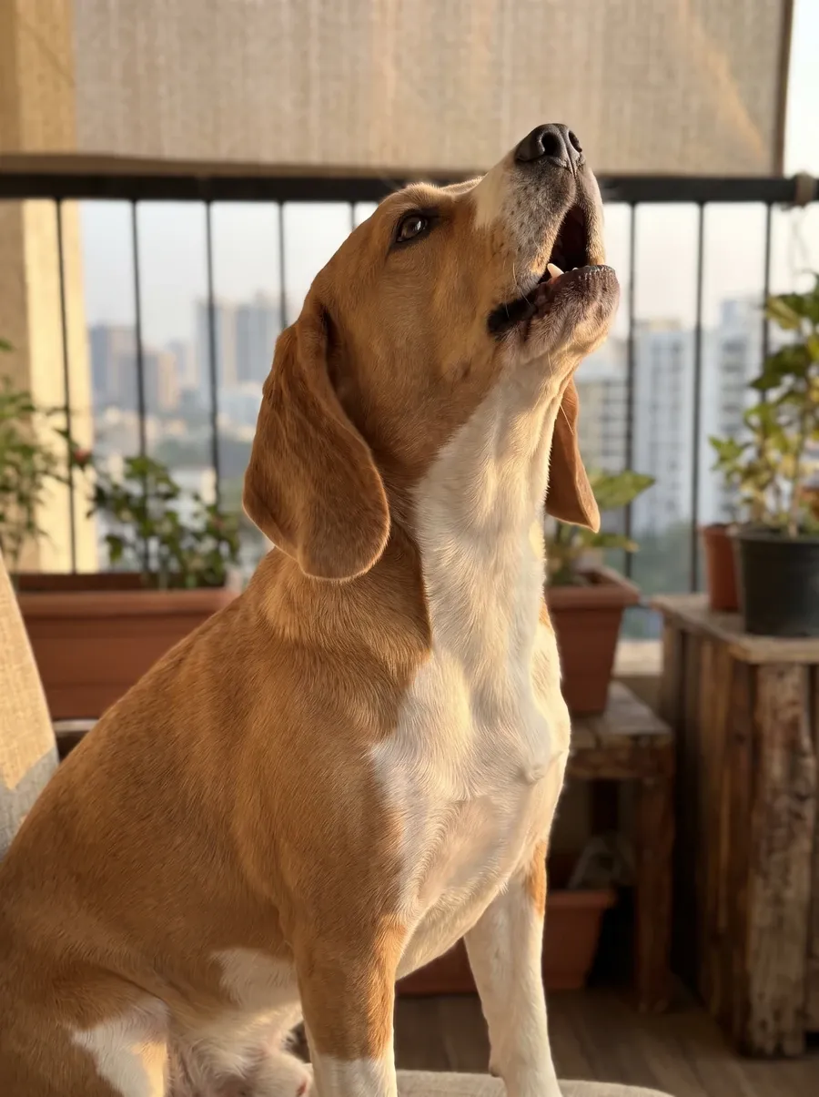 Beagle in Dubai, a tan and white adult howling on a balcony, city towers behind
