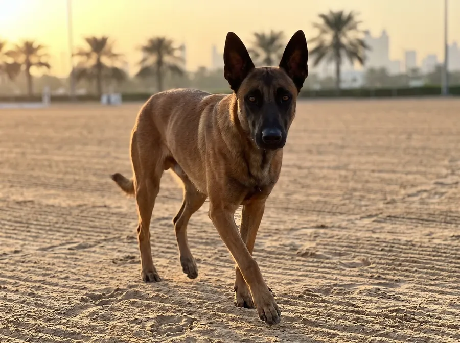 Belgian Malinois in Dubai, trotting across a raked sand training field at dawn, palms behind