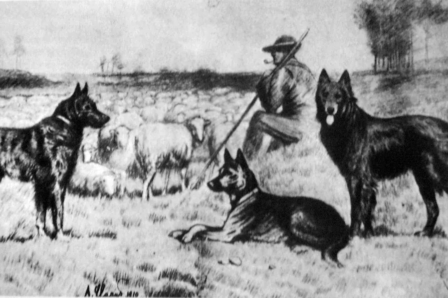 Belgian Malinois history, Carlot the Malinois lying between the other two Belgian shepherd coats, Belgium, 1910