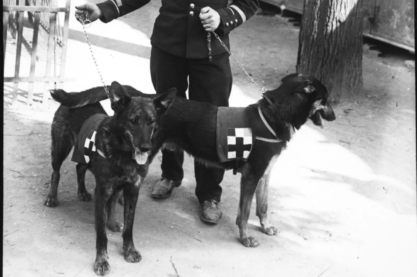 Belgian Malinois history, two Belgian shepherds in Red Cross coats held by a French soldier, Paris, 1913