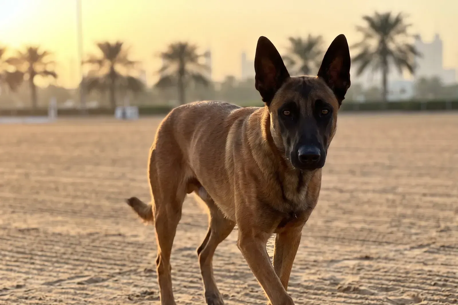 Belgian Malinois history, trotting across a raked sand training field at dawn, palms behind