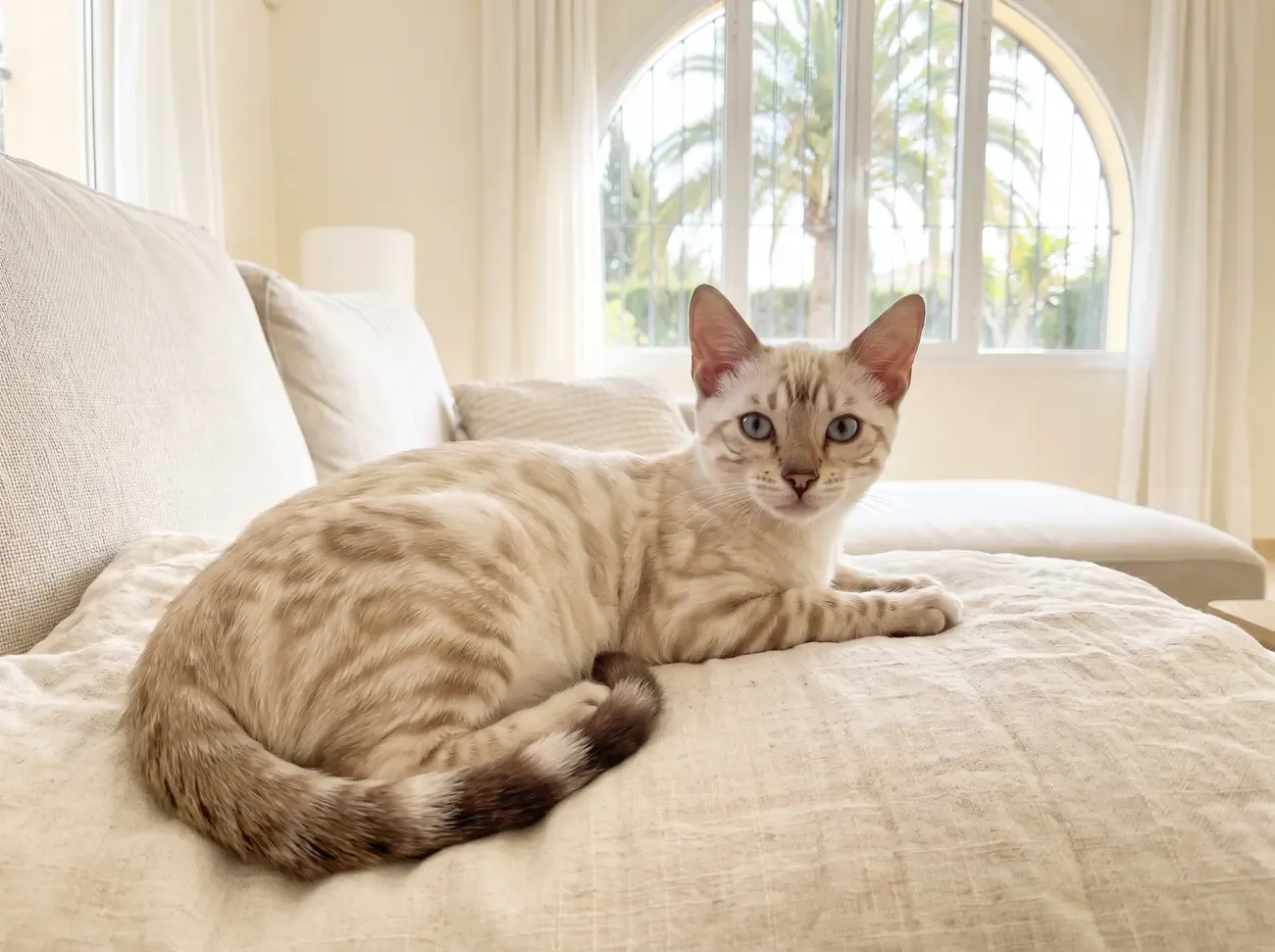 Bengal in Dubai, a snow marbled kitten lying on a linen throw, palms through an arched window