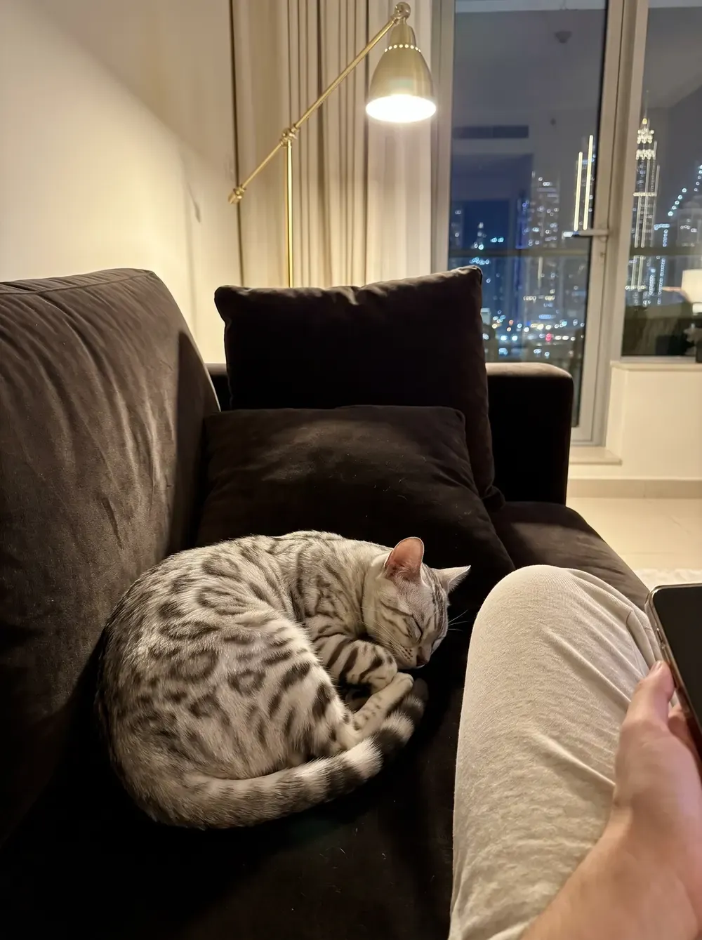 Bengal in Dubai, a silver marbled cat asleep on a dark sofa at night, the skyline lit up behind