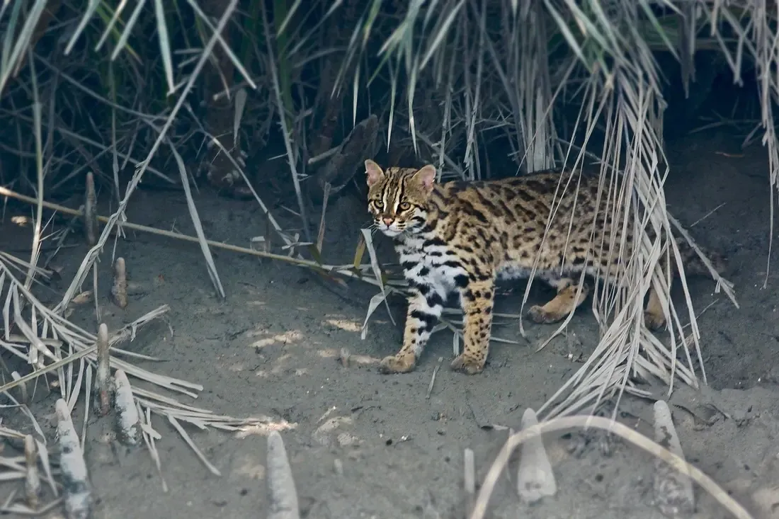 Bengal history, an Asian leopard cat standing under palm fronds, Sundarbans, India, 2013