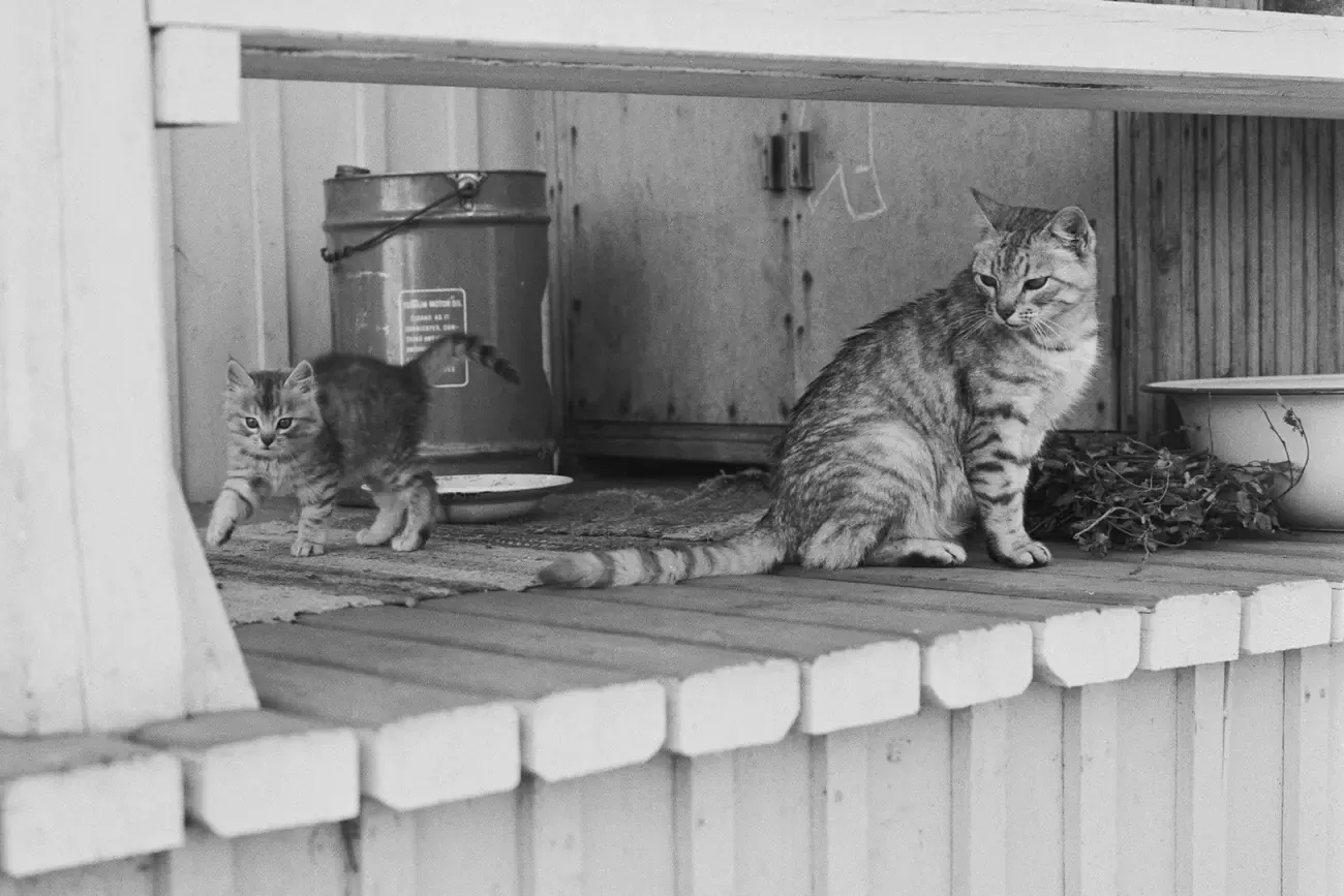 Bengal history, a house cat and her kitten on the steps of a wooden house, Heinola, Finland, 1963