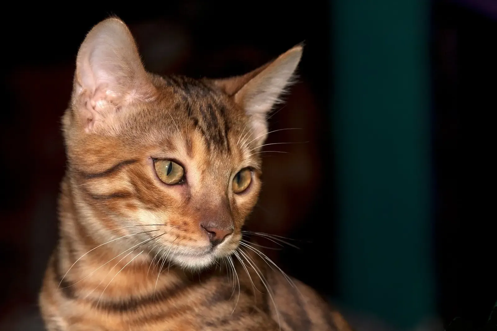 Bengal history, a brown spotted Bengal kitten looking to one side, 2010