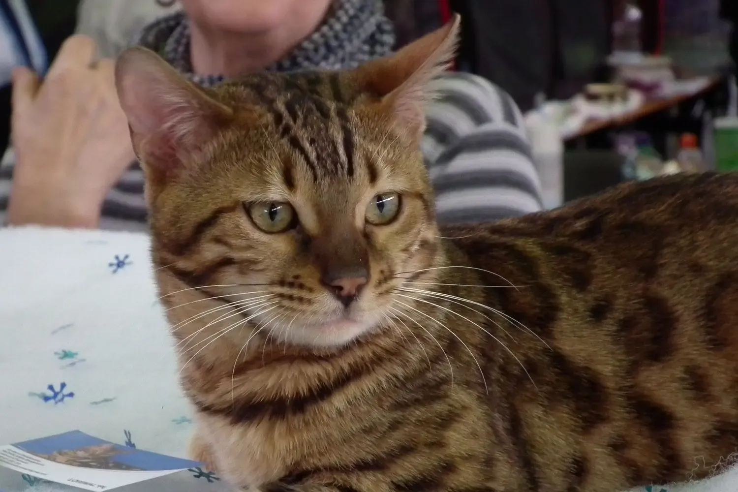 Bengal history, a brown spotted Bengal lying on a blanket at a cat show, Poznań, Poland, 2017