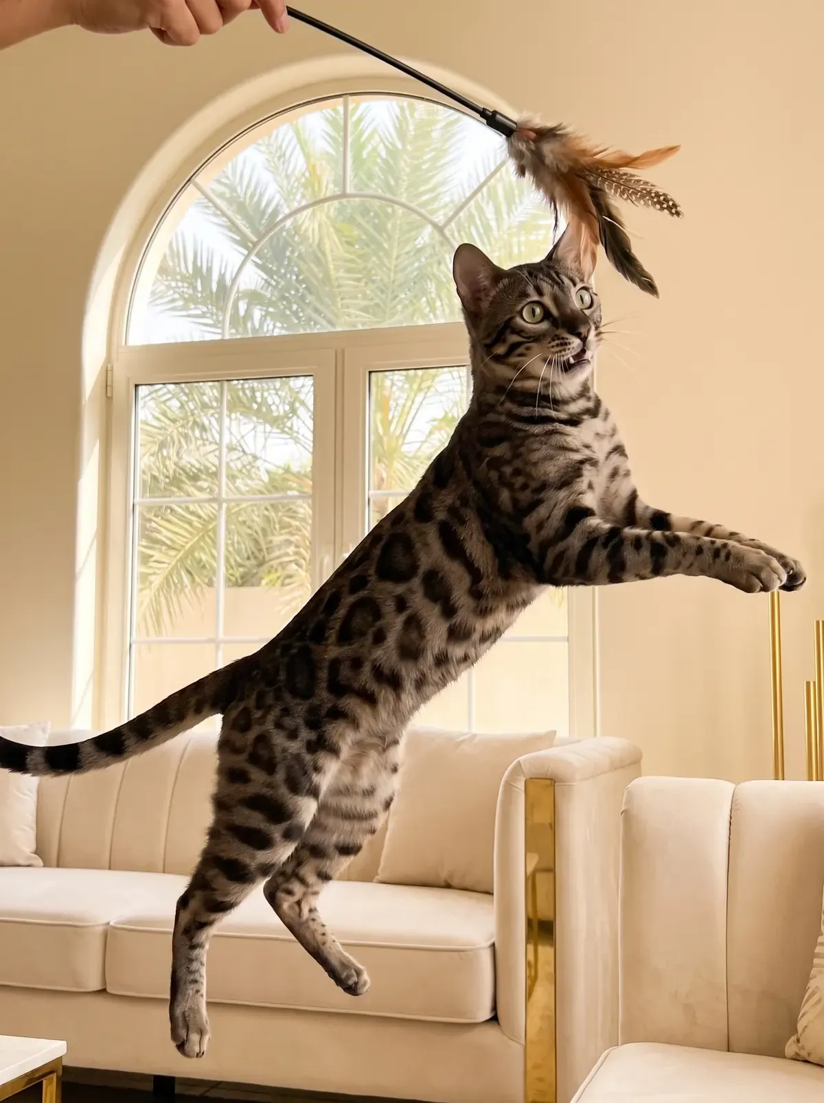 Bengal in Dubai, a charcoal spotted adult leaping for a feather wand toy, palms through an arched window