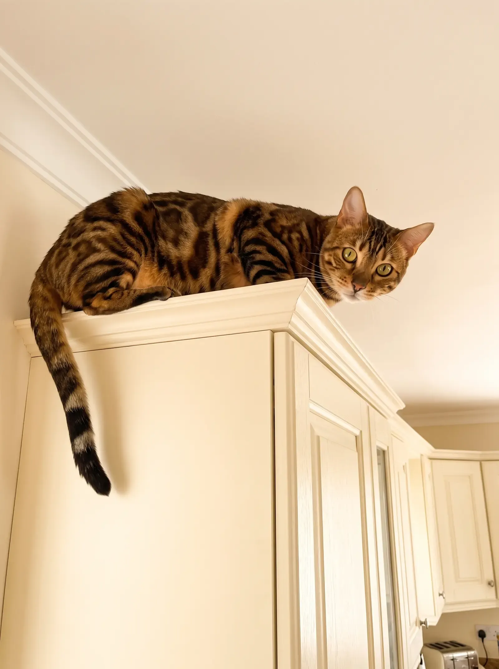 Bengal, a brown marbled adult lying along the top of a tall kitchen cupboard, looking down