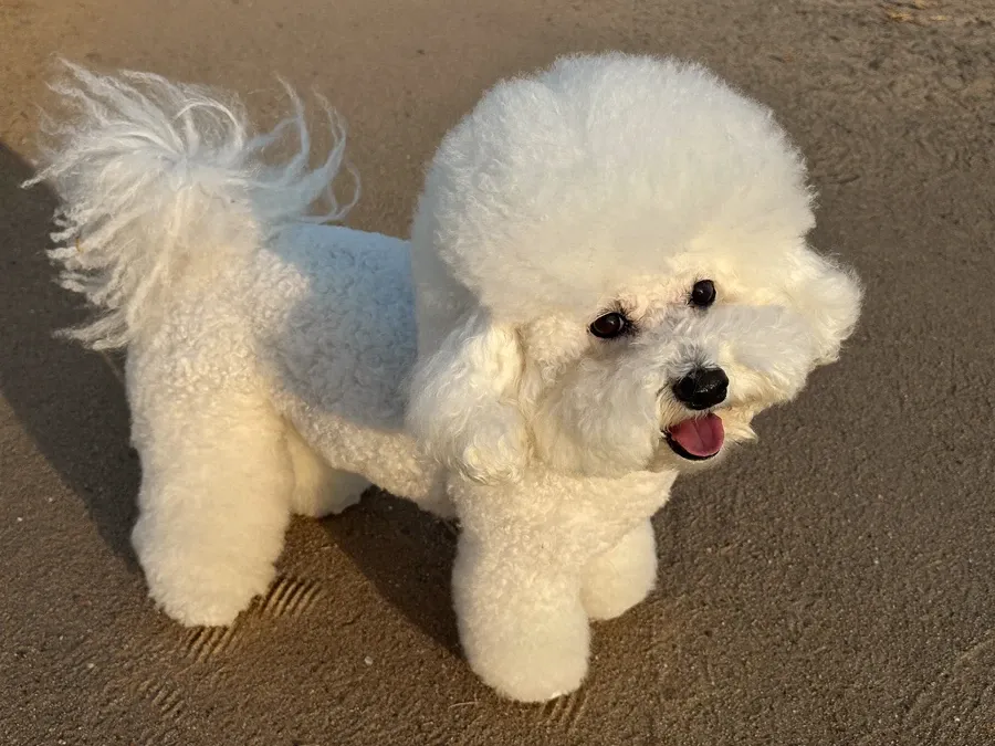 Bichon Frise, a white adult with a rounded powder-puff head standing on a sandy path