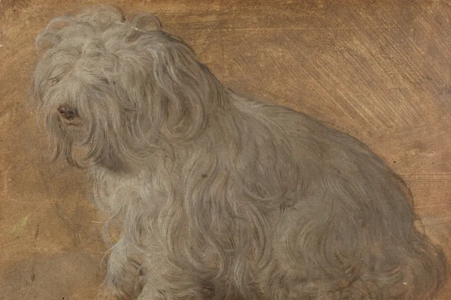 Bichon Frise history, a small long-coated lap dog, attributed to Titian, Venice, before 1576