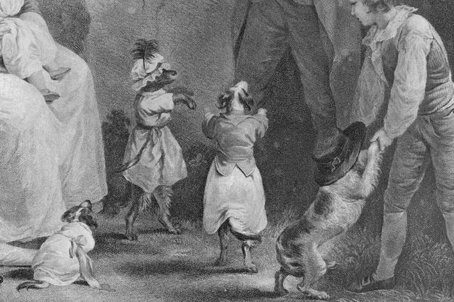 Bichon Frise history, an engraving of small dogs in costumes dancing on their hind legs for a crowd, 1790