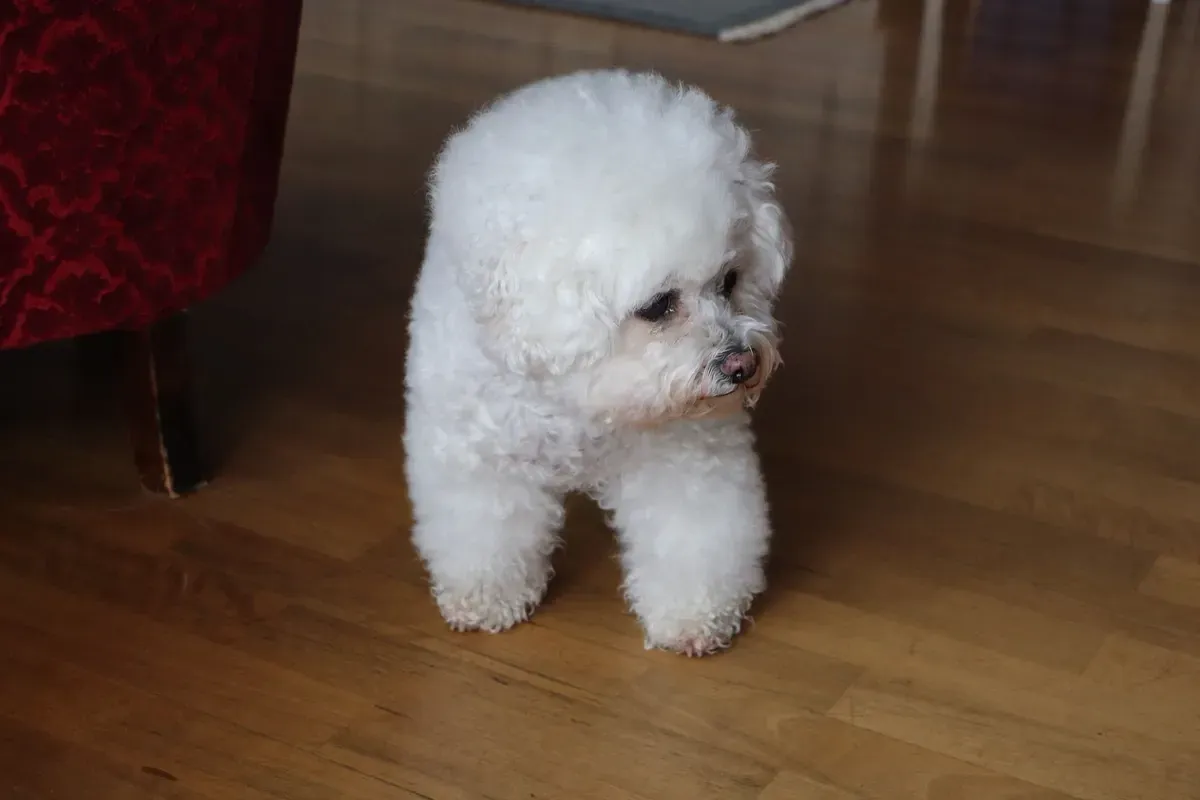 Bichon Frise history, a white dog standing on a wooden floor at home, photographed in 2019