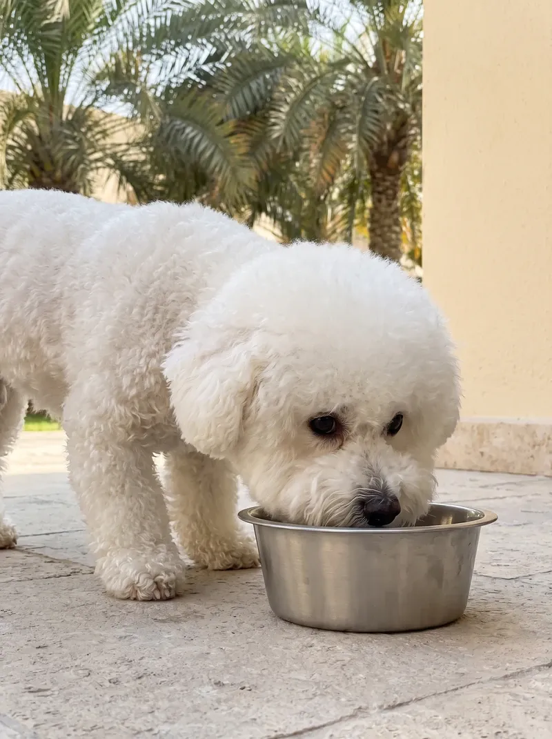 Bichon Frise in Dubai, an adult drinking from a steel bowl on a shaded villa terrace, palms behind