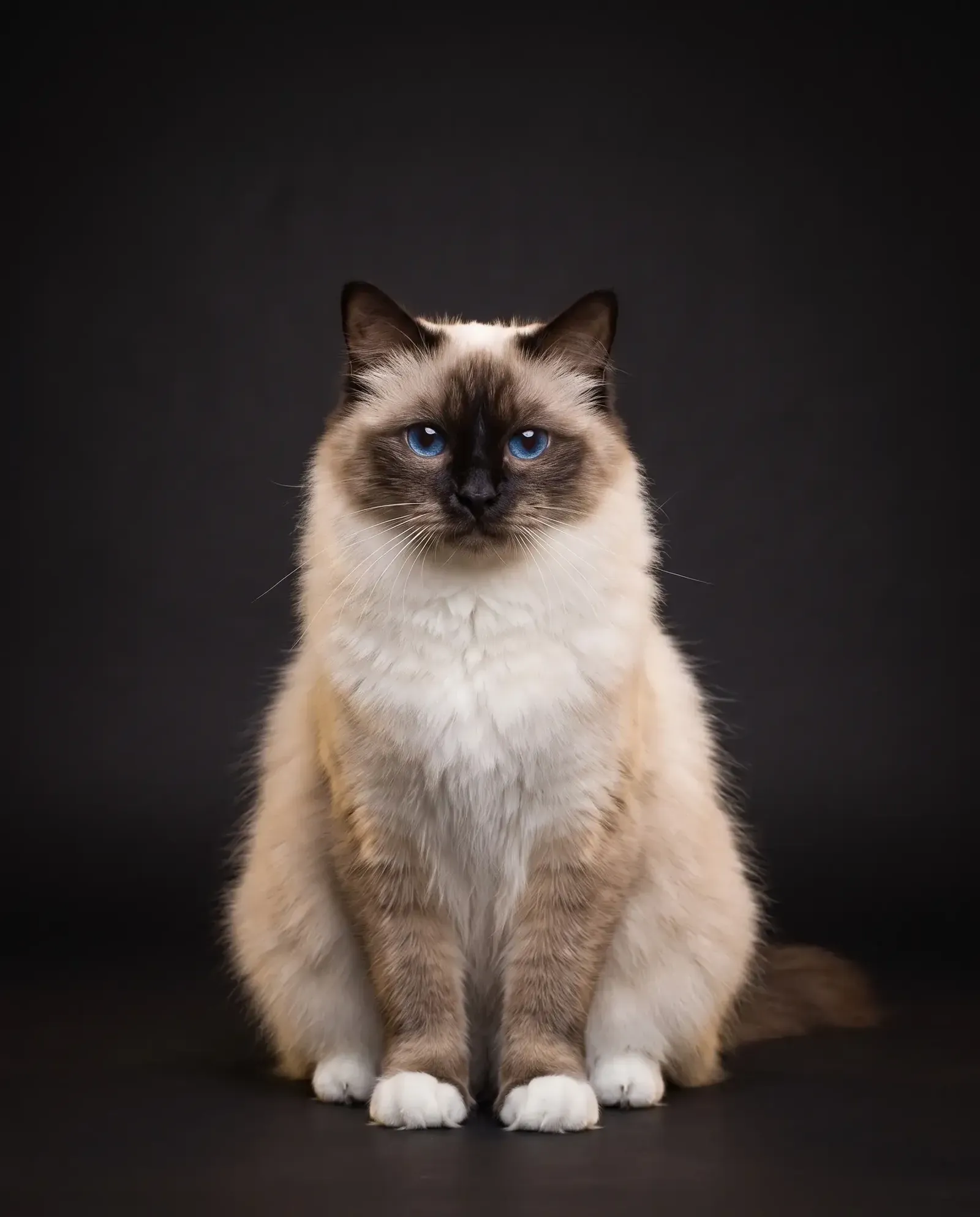 Birman in Dubai, studio portrait of a calm seal point adult with deep blue eyes and white paws, sitting