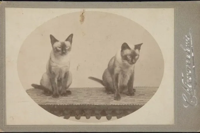 Birman history, a studio portrait of two Siamese cats, Dutch East Indies, about 1900 to 1920