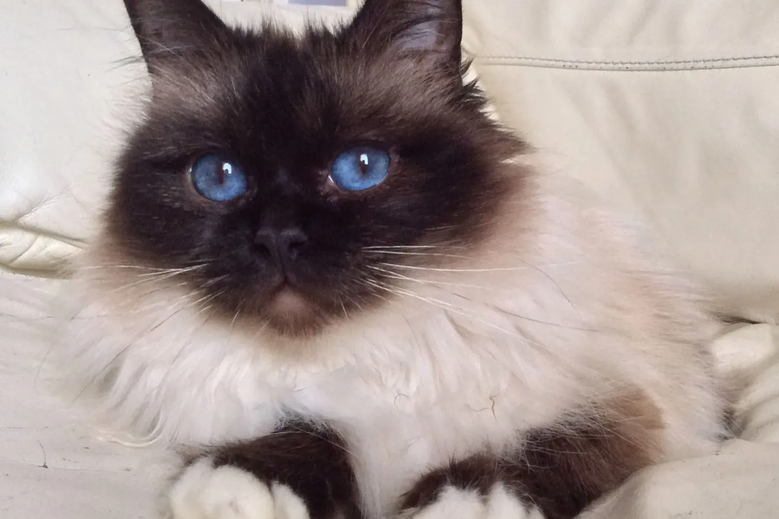 Birman history, a seal point Birman with deep blue eyes resting on a cream sofa, 2014
