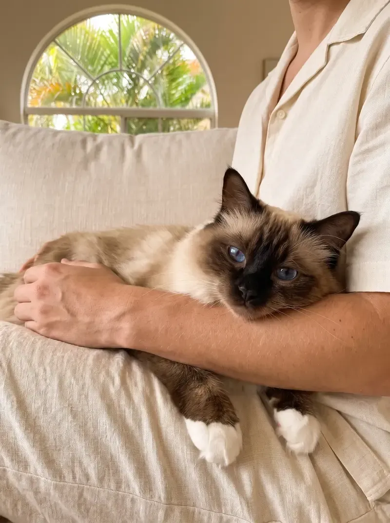 Birman in Dubai, a seal point adult resting calmly in a pet parent's arms, palms through an arched window