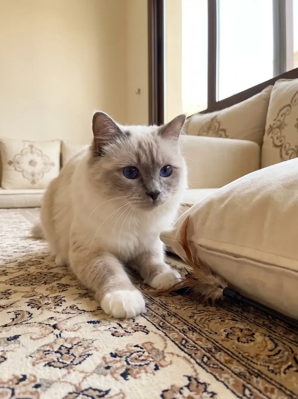 Birman in Dubai, a lilac point adult crouched on a majlis rug, eyes on a feather toy by a cushion