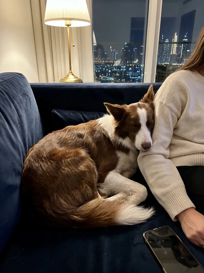 Border Collie in Dubai, a red and white adult asleep against a pet parent on the sofa at night, city lights behind