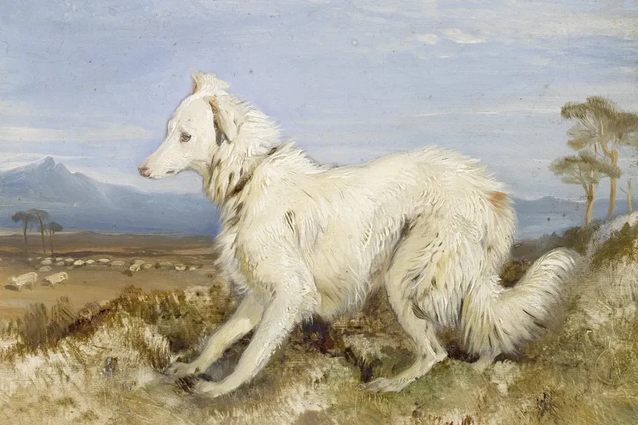 Border Collie history, a painting of a white collie on a hillside, sheep grazing far below, Edwin Landseer