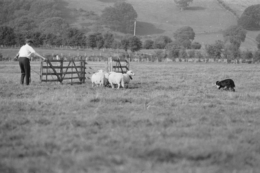Border Collie history, a handler at the pen gate as a sheepdog brings in sheep, Bala, 1973
