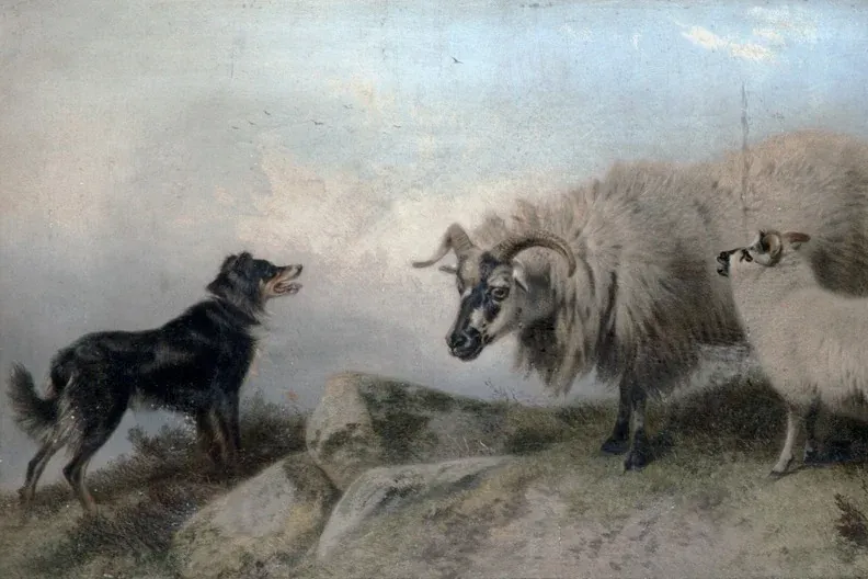Border Collie history, a painting of a black collie facing down a horned sheep on a rocky hill, 1876