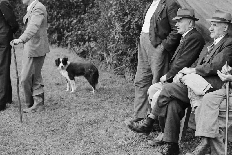 Border Collie history, a sheepdog standing among farmers at a sheepdog trial, Llanwddyn, 1954