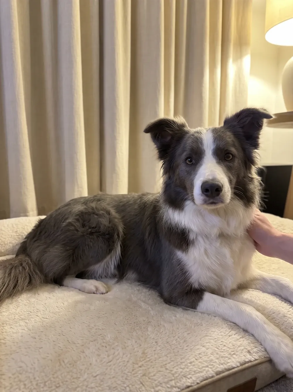 Border Collie, a blue and white adult resting on a cream bed, a pet parent's hand alongside