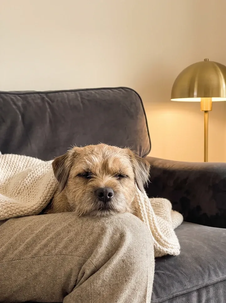 Border Terrier, a wheaten adult asleep with their chin on a knee on a velvet sofa, a brass lamp behind