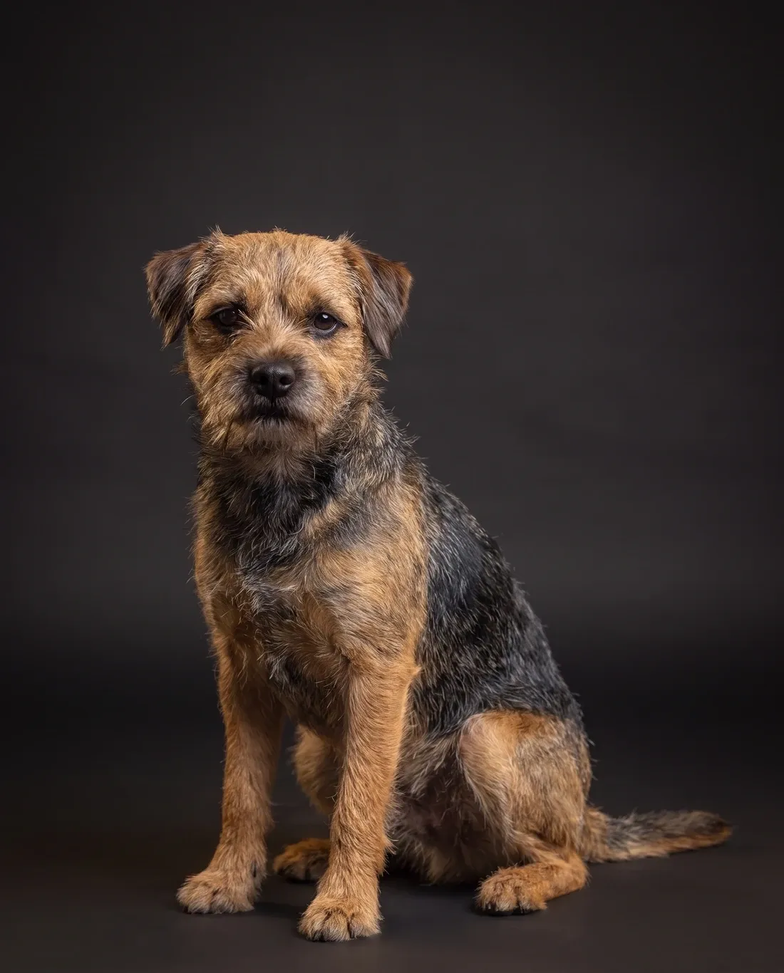 Border Terrier in Dubai, studio portrait of a calm grizzle and tan adult sitting