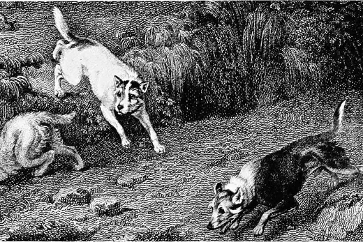 Border Terrier history, old English working terriers in rough undergrowth, painted by Philip Reinagle, 1803
