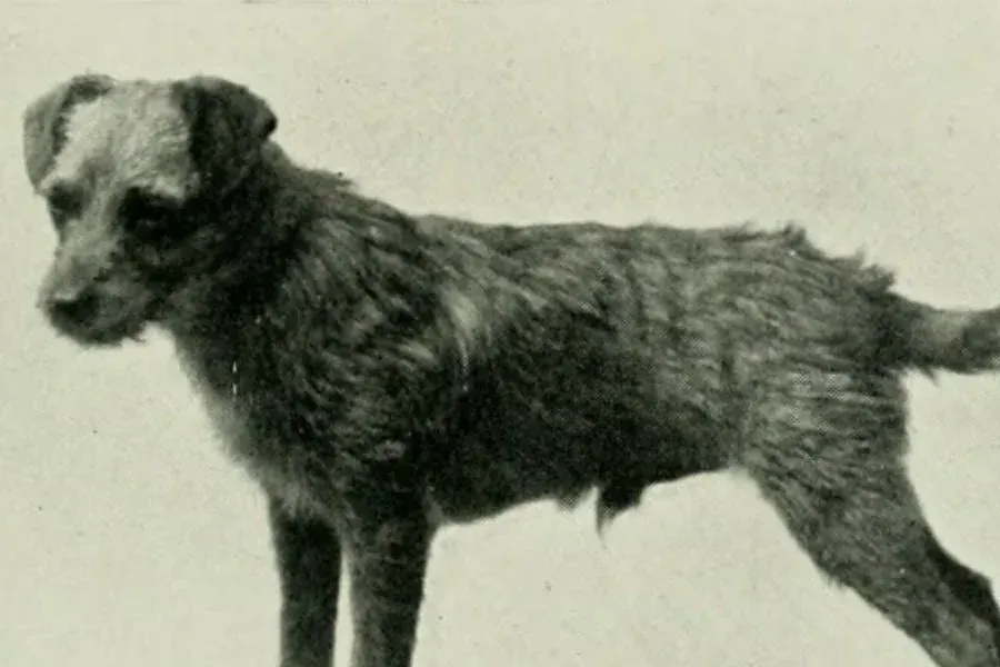 Border Terrier history, Miss Bell Irving's working terrier Tinker standing side-on, 1922