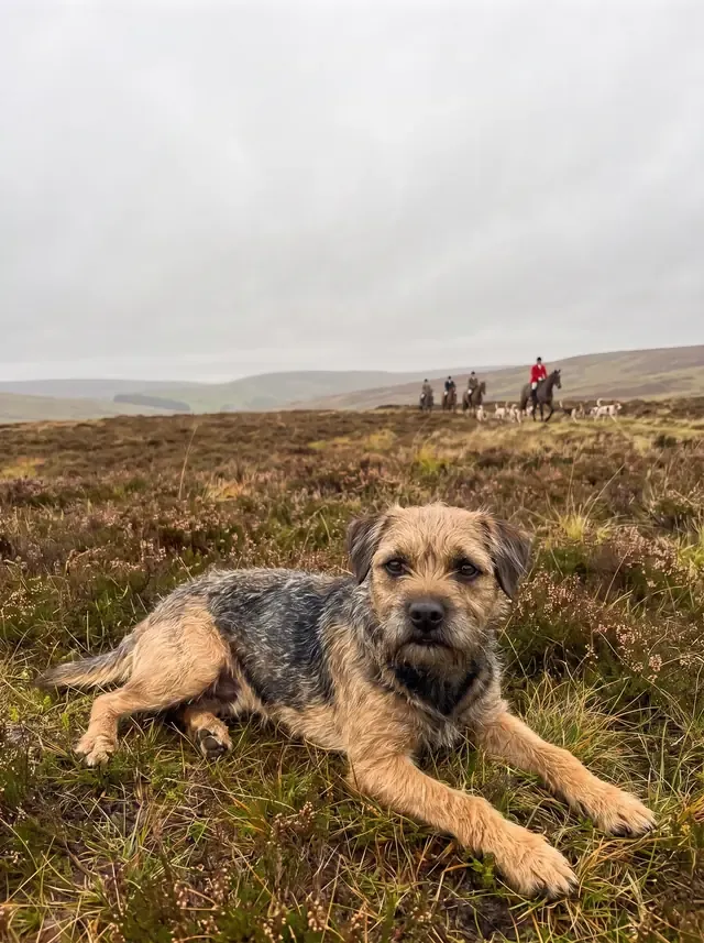 Border Terrier, a grizzle and tan adult lying on wet heather hills with a mounted hunt in the distance