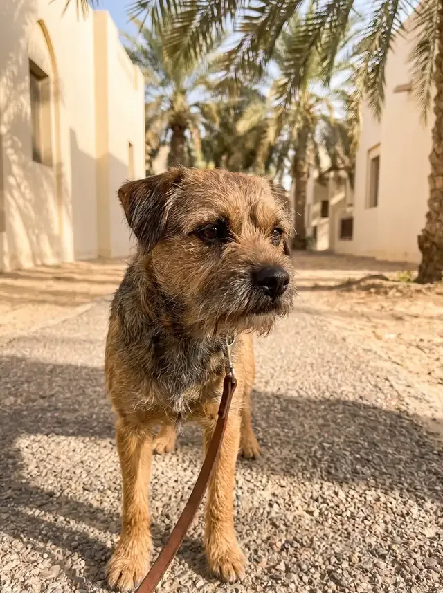 Border Terrier in Dubai, a red grizzle adult on a lead on a shaded compound path between villas and date palms