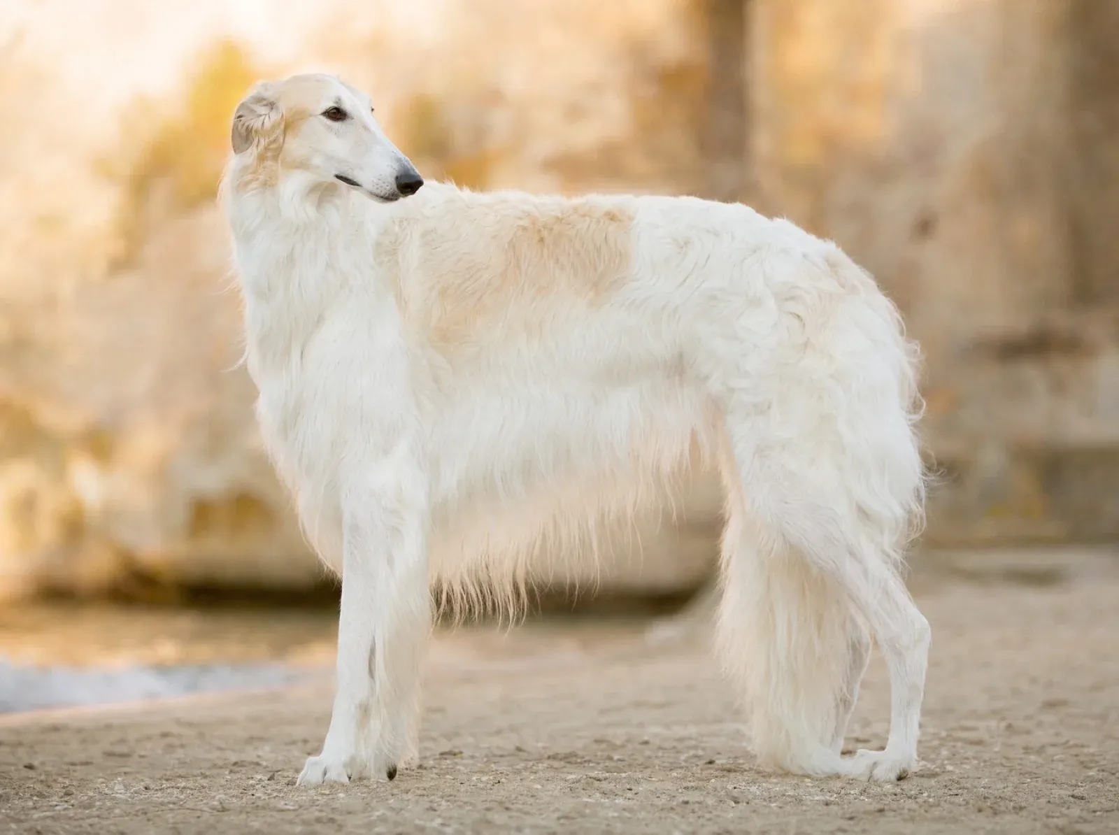 Borzoi, a white and cream adult standing side on on a sandy track