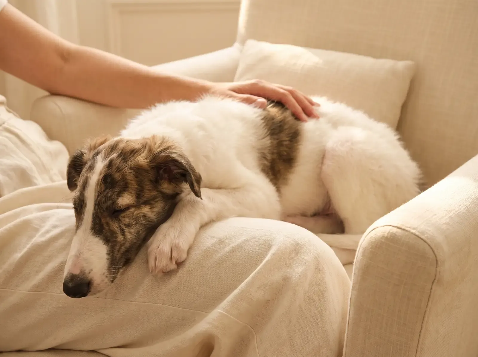 Borzoi, a white and brindle puppy asleep across a pet parent's lap in a linen armchair