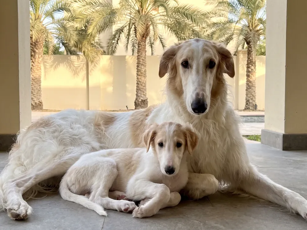 Borzoi in Dubai, a white and gold mother lying with one puppy close on a shaded villa terrace under date palms