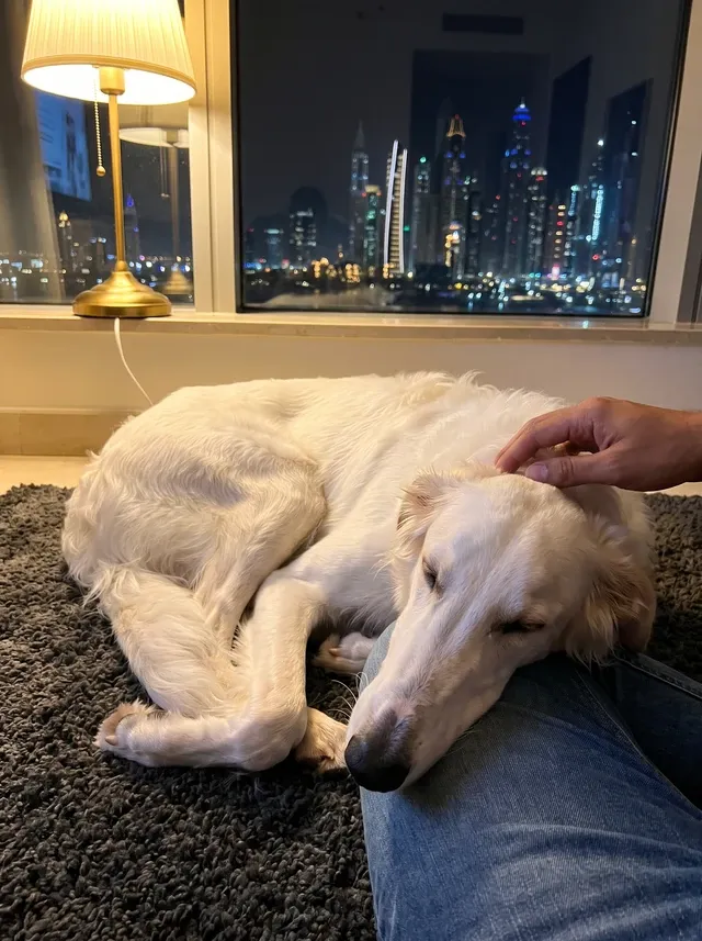 Borzoi in Dubai, a white adult asleep on a dark rug, chin on a person's knee, the lit skyline behind
