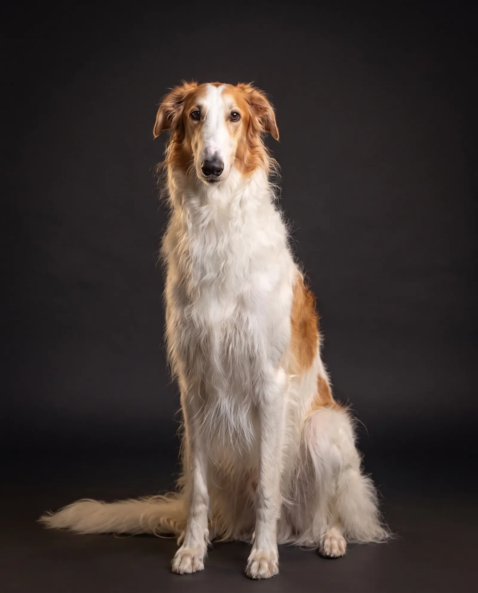 Borzoi in Dubai, studio portrait of a calm white and gold adult sitting