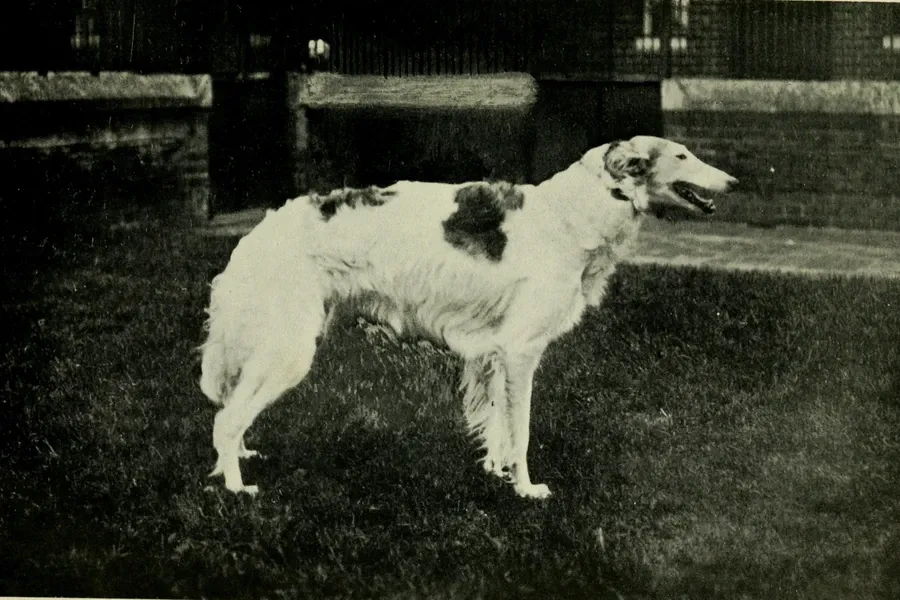 Borzoi history, a white hound with dark patches standing on a lawn, Britain, 1913